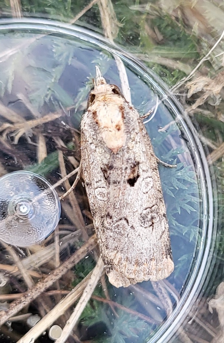 Photo of Willowherb Yellow Underwing (Epilecta linogrisea)